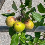 Jabloň domáca (Malus domestica) ´FUJI´ - zimná, výška 140-150 cm, obvod kmeňa 12/14 cm, kont. C45L - tvarovaná stena (dvojité ´U´)